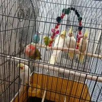 پرنده عروس هلندی مرغ عشق طوطی
