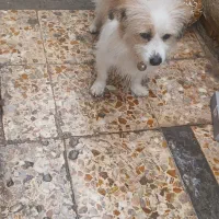 سگ پشمالو|سگ|بندر امام خمینی, |دیوار