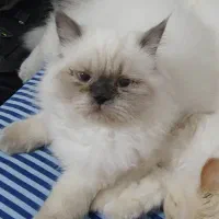 معاوضه ی گربه پرشین با سگ پامر خرسی|گربه|کرمانشاه, |دیوار