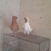 کبوتر یا کفتر