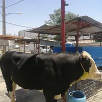 کار در گاوداری گوشتی