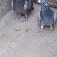 کفتر|پرنده|کرج, کمالشهر|دیوار
