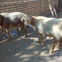 فروش دوراس قوچ چینی به زمانت پرش|حیوانات مزرعه|کوهسرخ, |دیوار