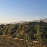 علوفه دام یونجه