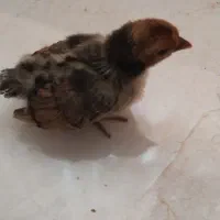 جوجه سبرایت 10 روزه