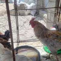 خروس|حیوانات مزرعه|شیراز, شهرک سعدی|دیوار