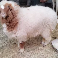 بره ماده|حیوانات مزرعه|کرخه, |دیوار