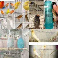 پرنده. سرای رضاخانی.قناری.گلبسر.عروس هلندی