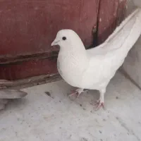 کفتر تهرانی