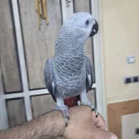 جوجه کاسکو سخنگو|پرنده|شیراز, کوشک میدان|دیوار