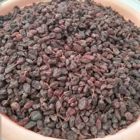 مغزگردومحلی درجه،،یک،وکشمش وبادام زمینی|خوردنی و آشامیدنی|ساوه, |دیوار