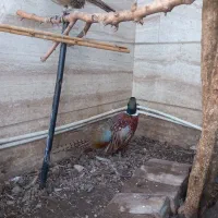 مرغ وخروس امریکایی
