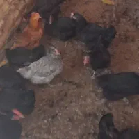 مرغ بومی سیاه