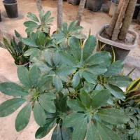 یوکا .شفلرا.خرفه ای.|گل و گیاه طبیعی|مشهد, کوی المهدی|دیوار