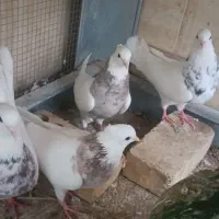 دو جفت طوقی مهر