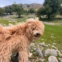 حیوان خانگی