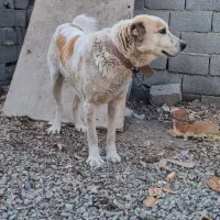 خراسانی ماده|سگ|مشکین‌دشت, |دیوار