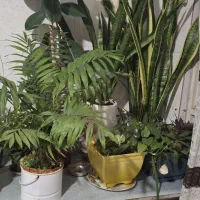 تعدادی گل اپارتمانی معاوضه