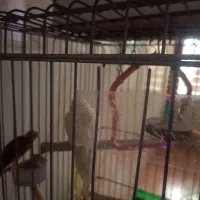 عروس هلندی لوتینو