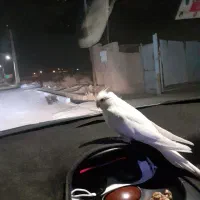 عروس هلندی آلبینو