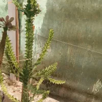 فروش ویژه کاکتوس وساکولنت|گل و گیاه طبیعی|فاضل آباد, |دیوار