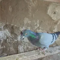 کبوتر خطی|پرنده|دشتابی, |دیوار