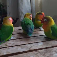 کوتوله فیشر نر