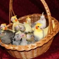 فروش جوجه عروس هلندی های یک سال