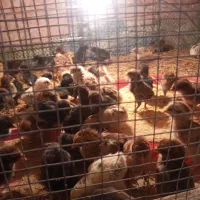 جوجه مرغ کوردی اصیل