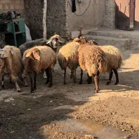 شش عدد گوسفند جوان چفتی ۳۴ملیون