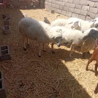 بره گوشتی وزن با نفس حدود 45کیلو