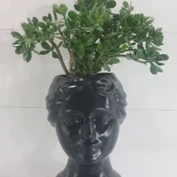 گل وگلدان|گل و گیاه طبیعی|اسلامآباد غرب, |دیوار