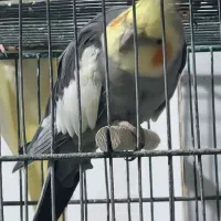طوطی عروس هلندی