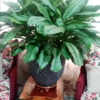 گل و گیاه|گل و گیاه طبیعی|نیشابور, گنبد سبز|دیوار