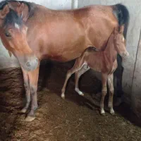 خرید و فروش اسب های زیبایی و کورسی|اسب و تجهیزات اسب‌سواری|بندر گناوه, |دیوار