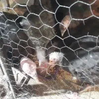 بوقلمون ۹ماهه رفسنجان