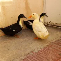 سه عدد مرغابی دانه ای 800 هزار|حیوانات مزرعه|پیرانشهر, |دیوار