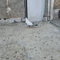 دم سیاه نر درجه یک|پرنده|مرودشت, ابوذر شمالی‎|دیوار