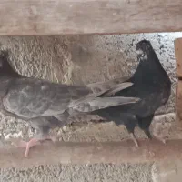 یک عدد اردک نر همراه با یک جفت کبوتر