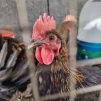 جوجه خروس سه ماهه بومی