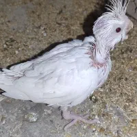 فروش جوجه عروس البینیوم