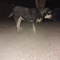 پژدر اصل با رنگ خاص و شجره|سگ|کرج, لشکر ده سید الشهدا|دیوار