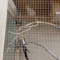 عروس هلندی جفت