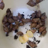 حلزون آچاتینا
