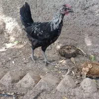 نیمچه مرغ خروس کوردی عشایری