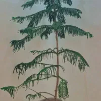 کاچ مطبق|گل و گیاه طبیعی|شیراز, گویم|دیوار