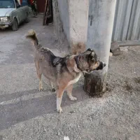 سگ گله اصیل