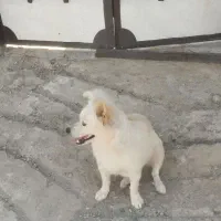 سگ پا کوتاه پامر روباهی