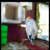 ماده باکیفیت و اصل جوون و مولد