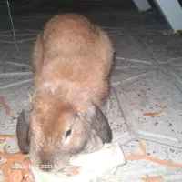 خرگوش لوپ|موش و خرگوش|مشهد, آبکوه|دیوار